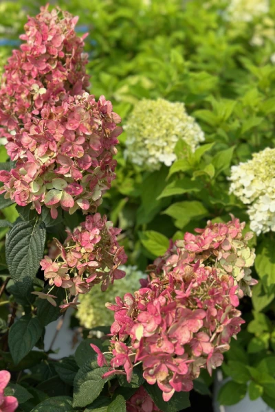 Fresh Flowers from Metropolitan Plant and Flower Exchange