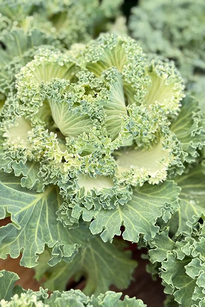 Fresh Flowers from Metropolitan Plant and Flower Exchange