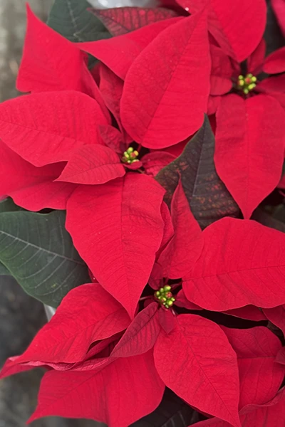 Fresh Flowers from Metropolitan Plant and Flower Exchange