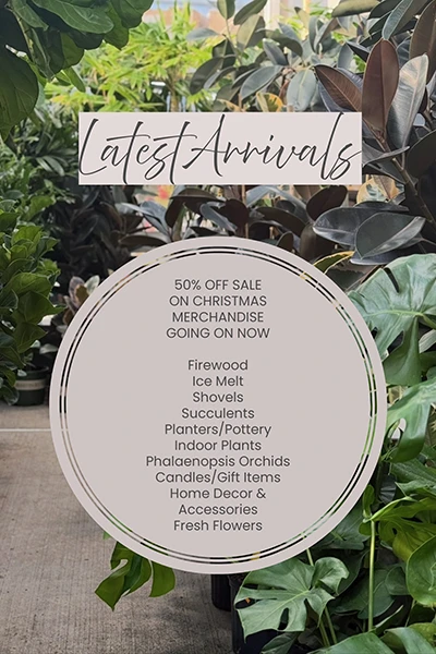 Latest Arrivals from Metropolitan Plant and Flower Exchange