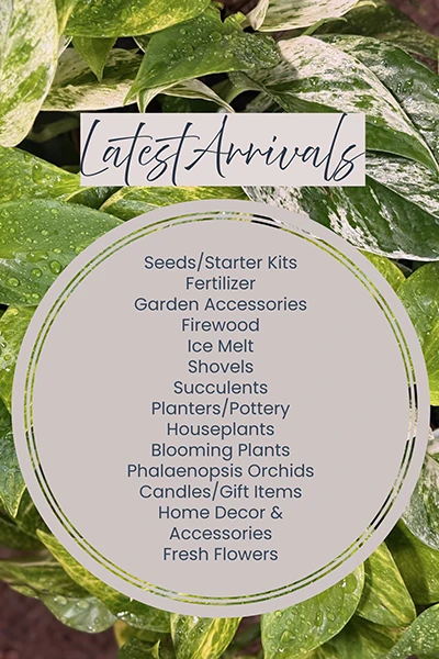 Latest Arrivals from Metropolitan Plant and Flower Exchange