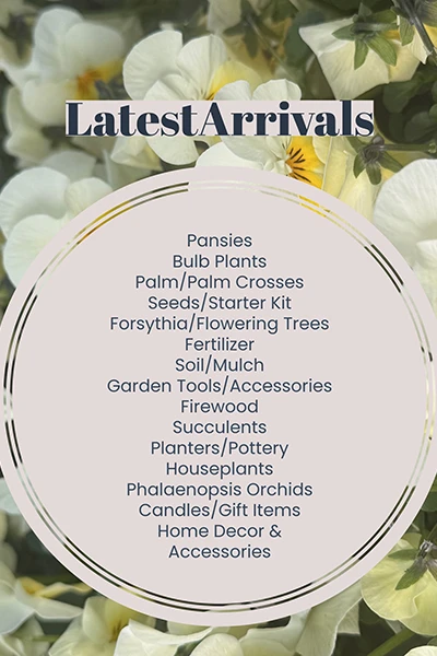 Latest Arrivals from Metropolitan Plant and Flower Exchange