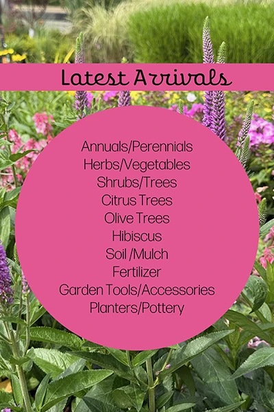 Latest Arrivals from Metropolitan Plant and Flower Exchange