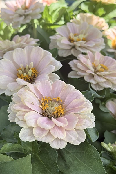 Fresh Flowers from Metropolitan Plant and Flower Exchange
