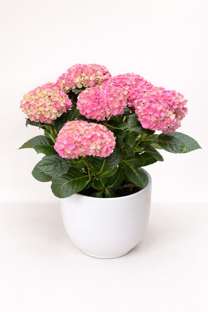 Hydrangea Plant Hydrangea Plant